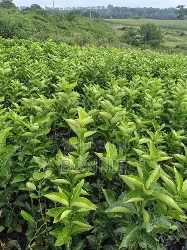 Pixie Oranges Seedlings for Sale