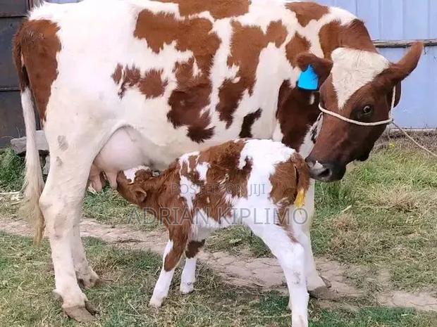 Farm Animals