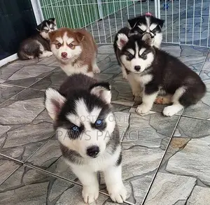 3-6 months Male Purebred Siberian Husky