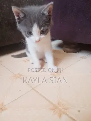 1-3 months Male Mixed Breed American Shorthair