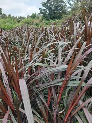Purple Napier, Australian Red Napier High-Yielding Hybrid Fodder