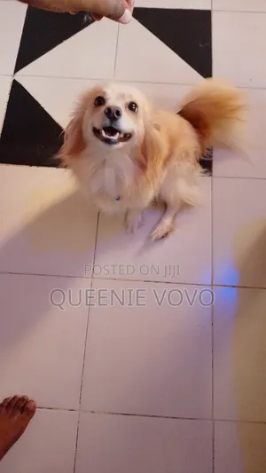 1+ year Female Mixed Breed Pomeranian