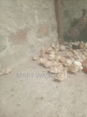 3 Weeks Old Chicks on Sale