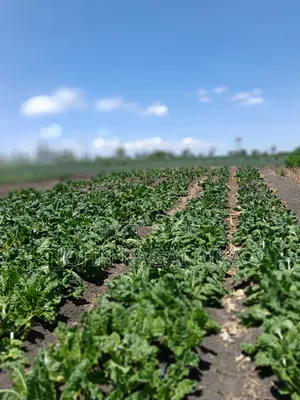 Irrigated Land for Sale