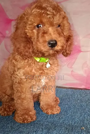 1-3 months Male Purebred Poodle