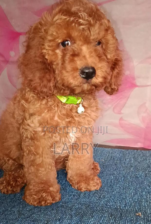 1-3 months Male Purebred Poodle