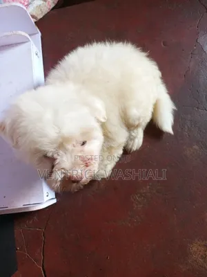 1-3 months Female Purebred Maltese
