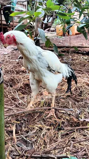 Kuchi Mature Male