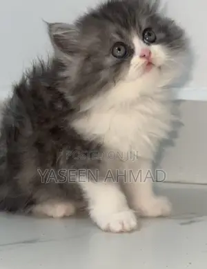 1-3 months Male Purebred Persian