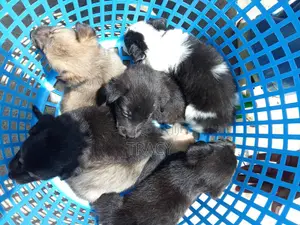 0-1 month Male Mixed Breed Dog