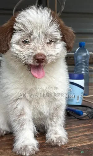 1-3 months Male Purebred Havanese