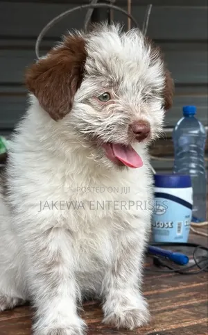 1-3 months Female Purebred Havanese