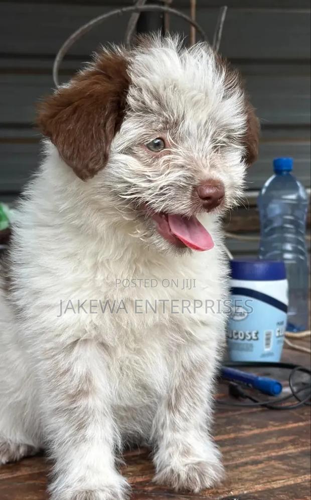 1-3 months Female Purebred Havanese - main view
