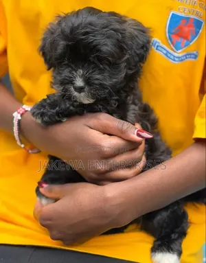 1-3 months Male Purebred Havanese