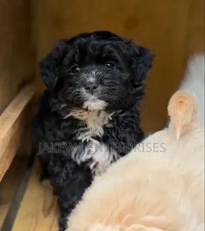 1-3 months Female Purebred Havanese