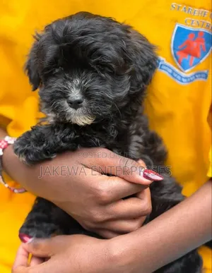 1-3 months Male Purebred Havanese