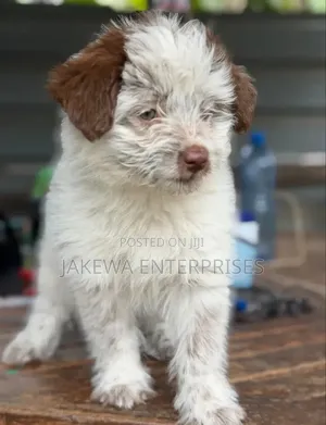 1-3 months Male Purebred Havanese