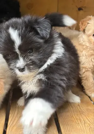 1-3 months Male Purebred Havanese