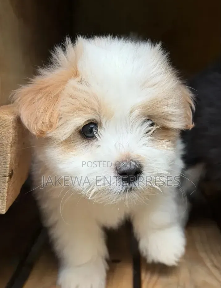 1-3 months Male Purebred Havanese