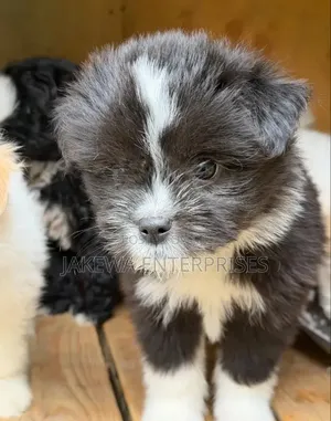 1-3 months Male Purebred Havanese