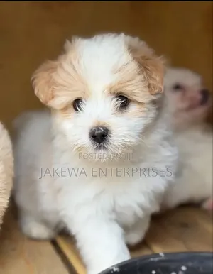1-3 months Female Purebred Havanese