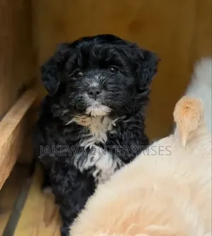 1-3 months Male Purebred Havanese