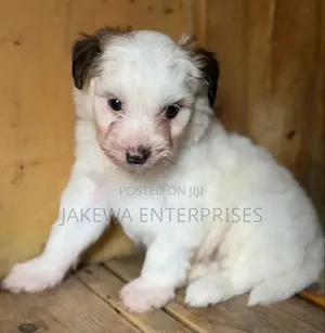 1-3 months Male Purebred Havanese