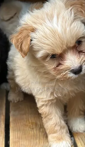 1-3 months Male Purebred Havanese