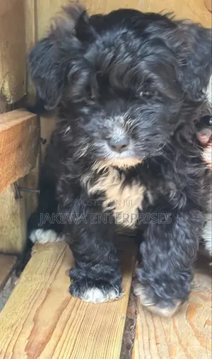 1-3 months Male Purebred Havanese