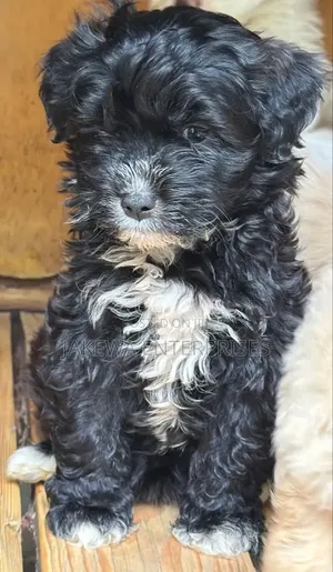1-3 months Female Purebred Havanese