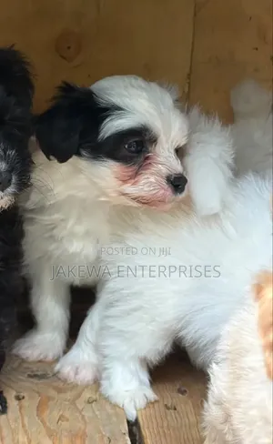 1-3 months Male Purebred Havanese