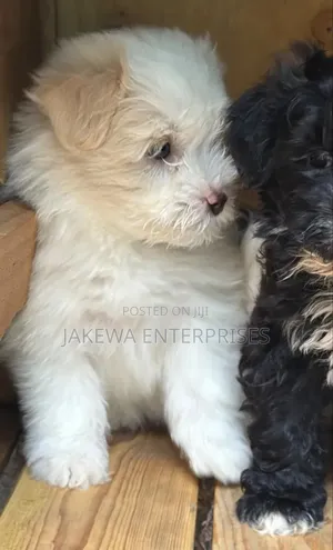 1-3 months Female Purebred Havanese