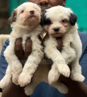 1-3 months Male Purebred Havanese