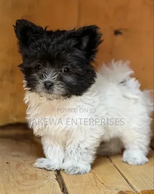1-3 months Male Purebred Havanese