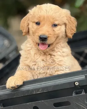 1-3 months Male Purebred Golden Retriever