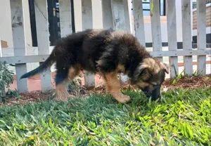 1-3 months Female Purebred German Shepherd