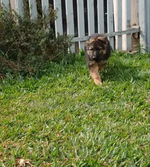 1-3 months Female Purebred German Shepherd