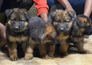 1-3 months Female Purebred German Shepherd