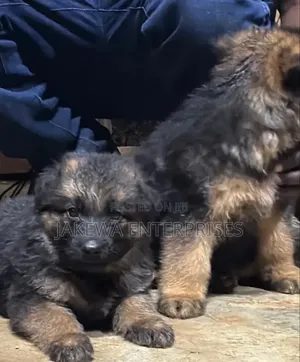 1-3 months Male Purebred German Shepherd