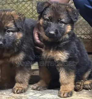 1-3 months Female Purebred German Shepherd