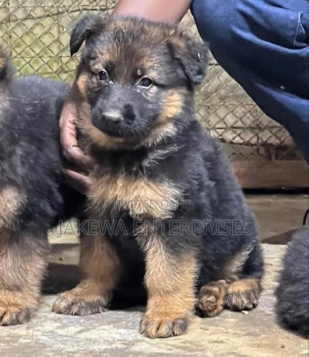 1-3 months Female Purebred German Shepherd - main view