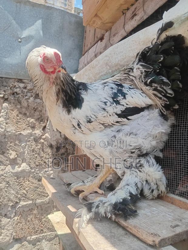 Brahma Cocks - main view