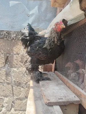 Brahma Cocks