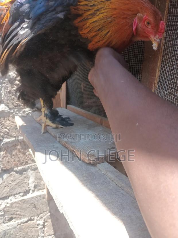 Brahma Cocks - thumbnail 3