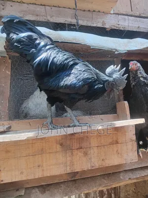 Ayam Cemani Cock