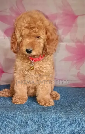 1-3 months Female Purebred Poodle