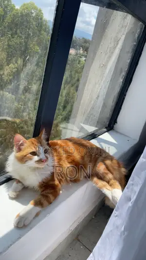 3-6 months Female Mixed Breed Maine Coon