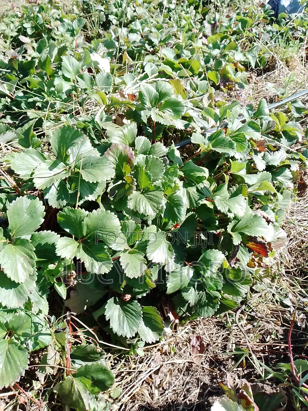 Strawberry Seedlings