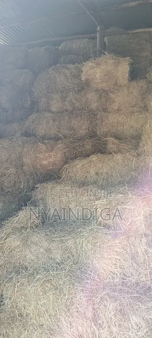 Animal Feed at Nakuru Ngata