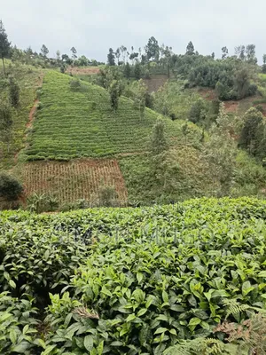 Gatundu South Prime 8.5 Acres Tea Farm